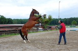 Rearing Horse